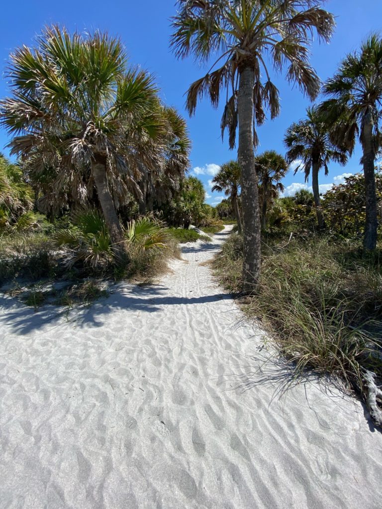 Egmont Key views of palms and the sandy trails