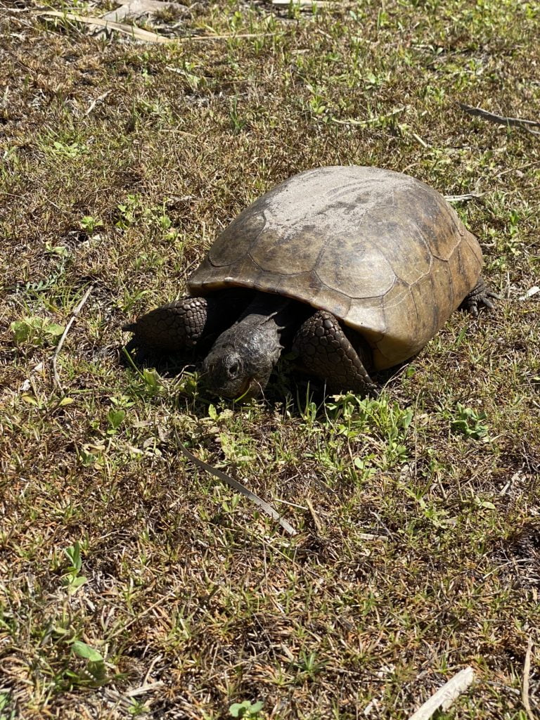 Gopher Tortoise on Egmont Key
