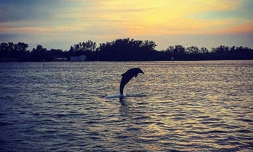 Anna Maria Island Dolphin Tours sunset dolphin jump