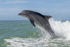 Anna Maria Island Dolphin Tours jumping dolphin